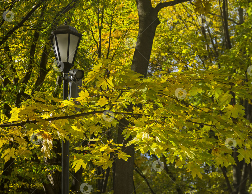 Скачать Фонарь среди осенних листьев. фотосток Ozero
