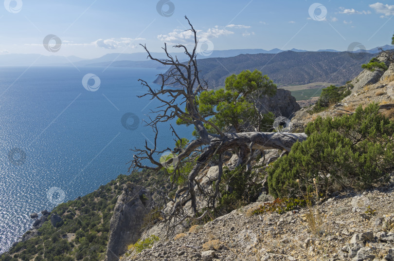 Скачать Реликтовая засохшая сосна над морем. Крым, сентябрь. фотосток Ozero