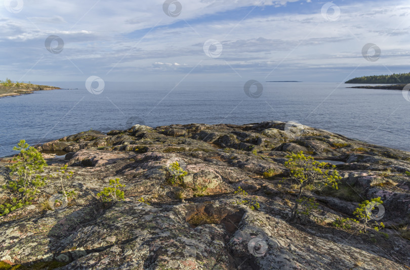 Скачать Маленькие сосны на гранитном берегу Ладожского озера. фотосток Ozero