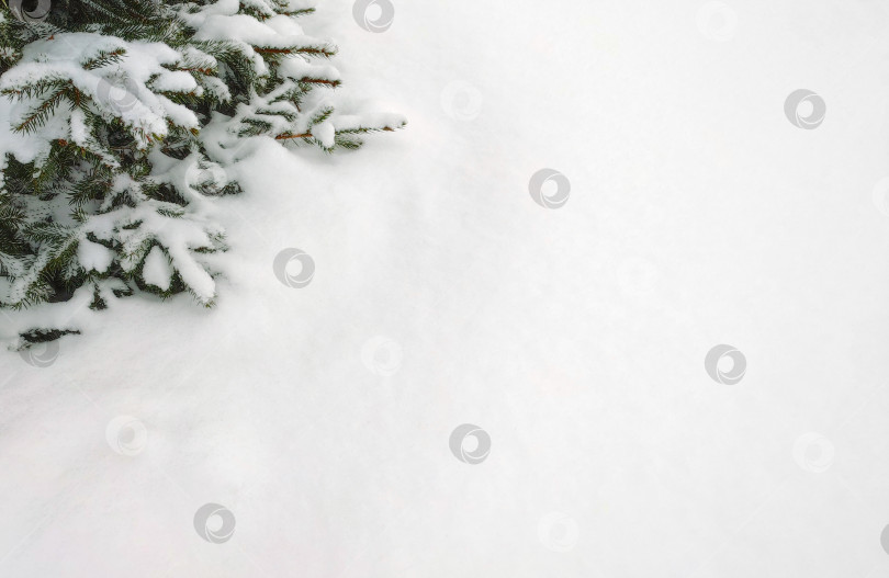 Скачать Ветки ели на фоне свежевыпавшего снега зимой фотосток Ozero