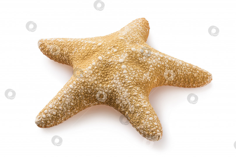 Скачать Морская звезда, выделенная на белом фоне. Скорлупа светло-коричневая. Фотография, сделанная методом укладки фотосток Ozero