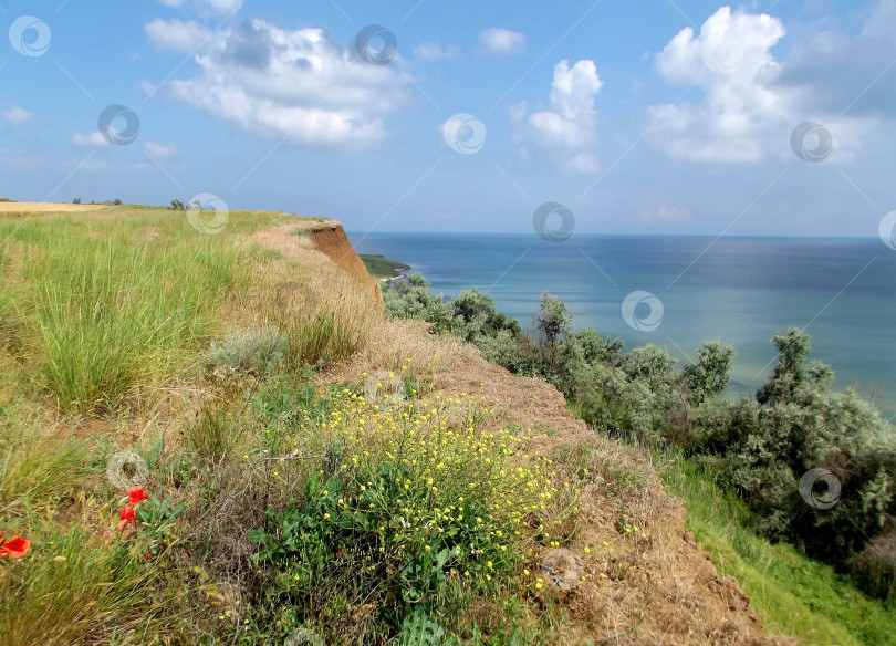 Скачать Морское побережье с холмами, покрытыми зеленой травой и красными цветами мака. фотосток Ozero