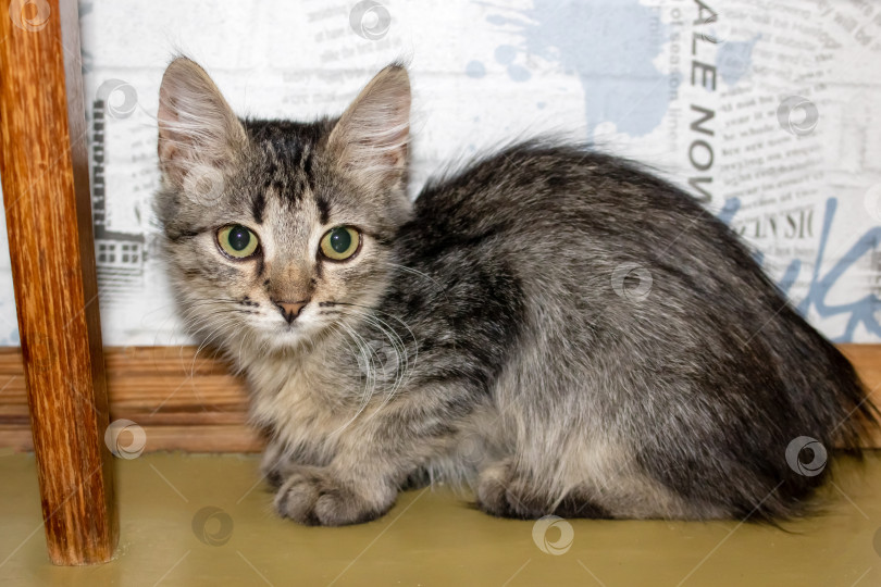 Скачать Один маленький полосатый серый котенок, портрет крупным планом фотосток Ozero