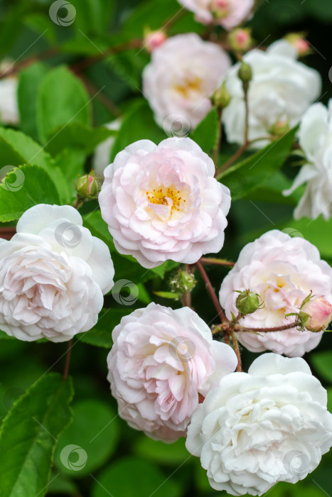 Скачать Розовые цветы шиповника среди зеленых листьев крупным планом фотосток Ozero