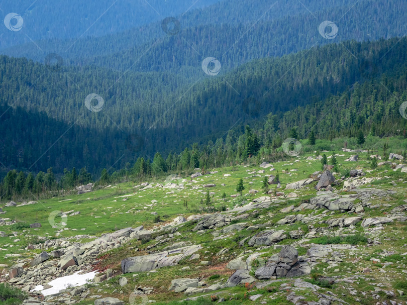 Скачать Большой лесной массив в горной долине. Горные лесные угодья, национальный заповедник. Горная долина с вечнозеленым лесом. фотосток Ozero