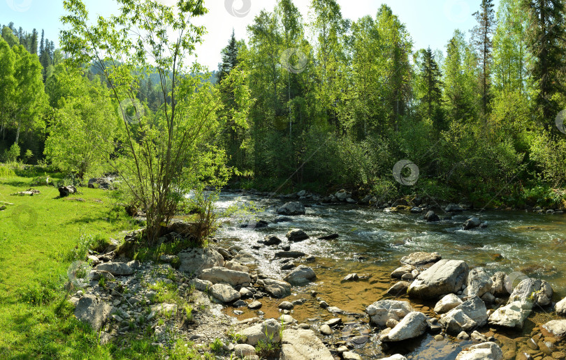Скачать Кусты на скалистом берегу красивой горной реки, протекающей через густой лес солнечным летним днем. фотосток Ozero