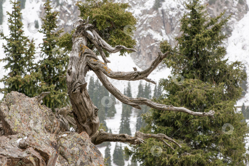 Скачать дерево в горах фотосток Ozero