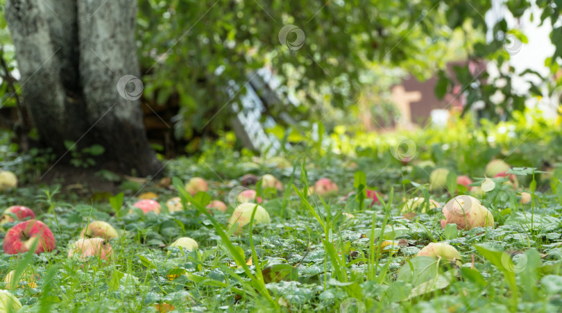 Скачать яблоки на земле в саду фотосток Ozero