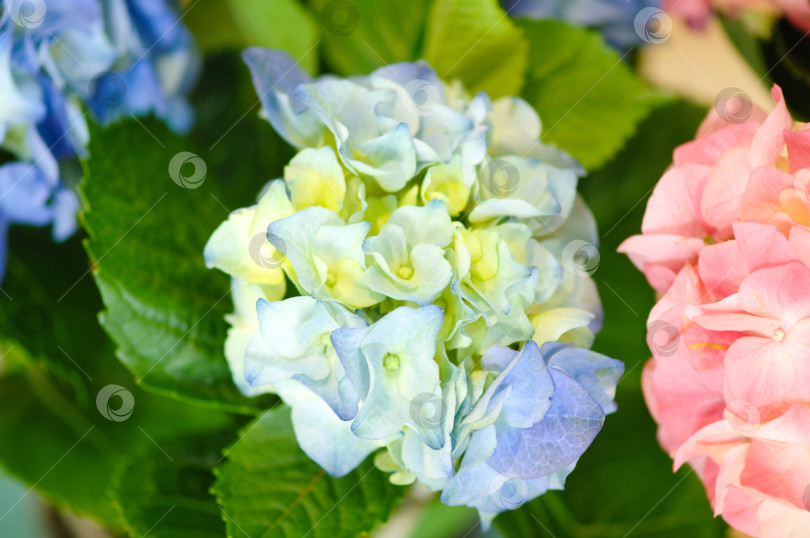 Скачать Выборочный фокусный снимок гортензии в саду фотосток Ozero