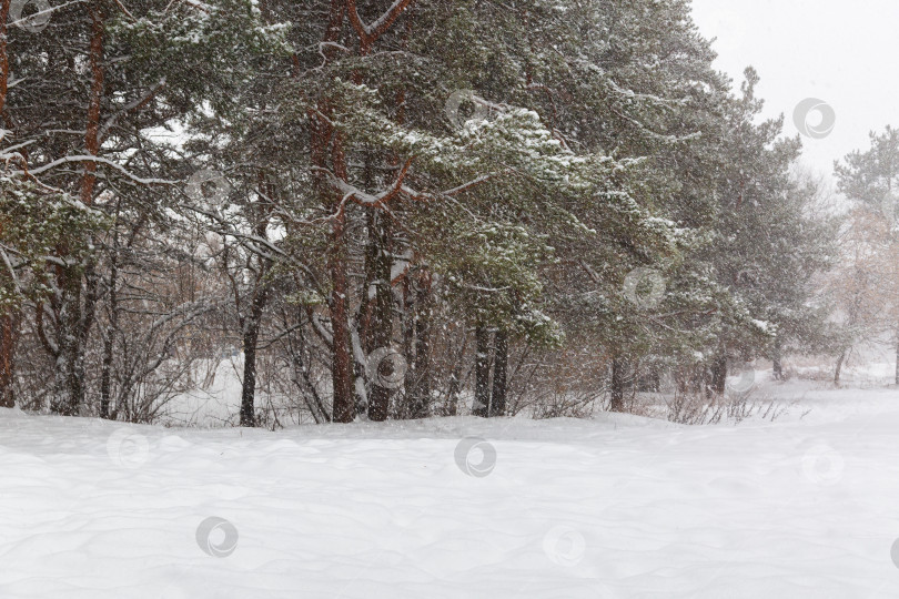 Скачать Зимний пейзаж с соснами фотосток Ozero