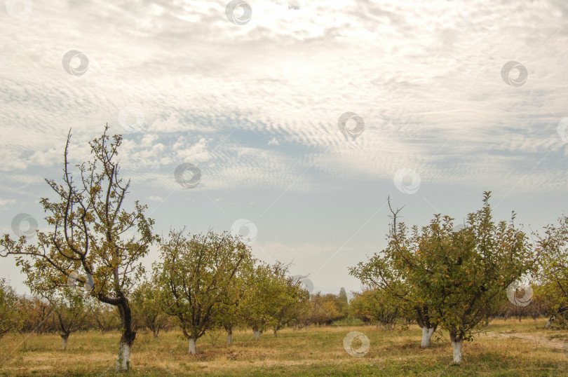 Скачать сад с деревьями фотосток Ozero