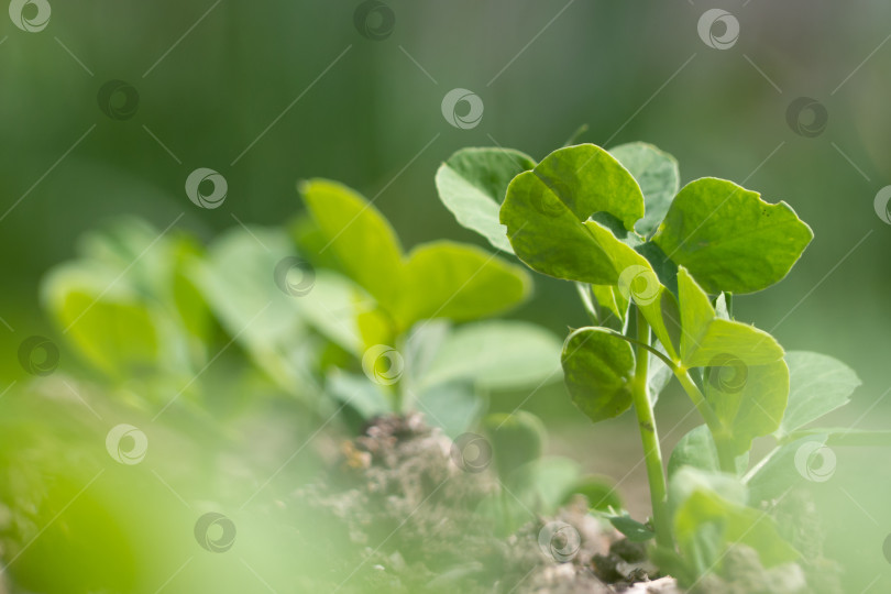 Скачать Маленькие зеленые побеги. Выращивание овощей. Уход за садом на приусадебном участке в весенне-летний сезон фотосток Ozero