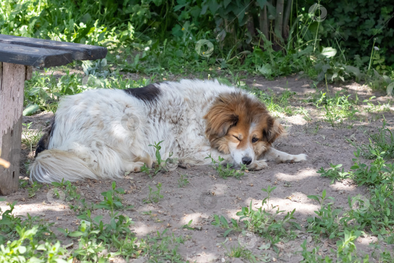 Скачать Лохматая белая собака лежала на земле во дворе фотосток Ozero