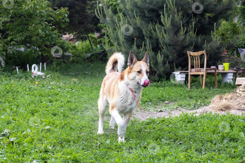 Скачать Веселая белая собака бежит по траве крупным планом фотосток Ozero