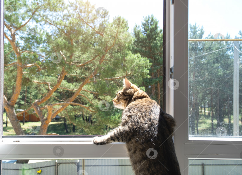 Скачать Домашняя кошка смотрит на улицу из окна дома. Прогулка и свежий воздух для питомца, защита от клещей, блох фотосток Ozero