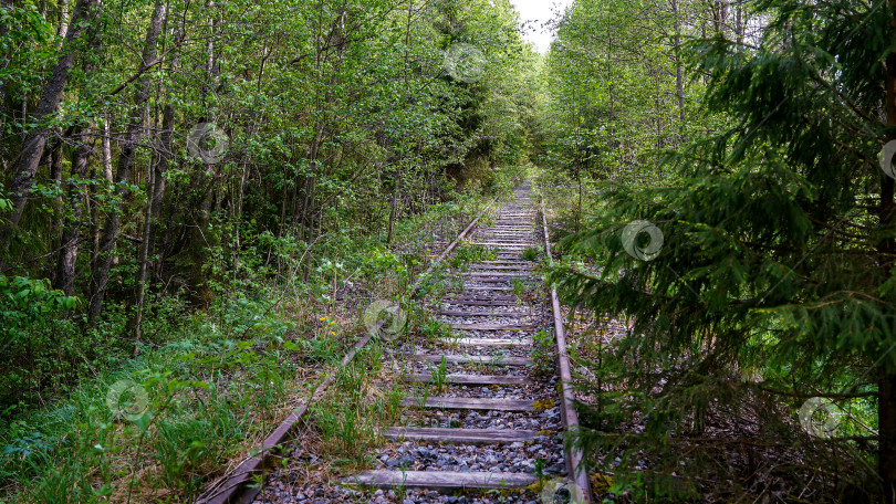 Скачать Старая железнодорожная ветка проходит через лес. фотосток Ozero