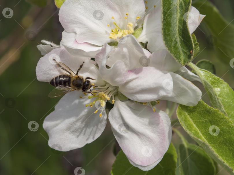 Скачать Медоносная пчела опыляет цветок яблони макрофото. Пчела собирает нектар и пыльцу на белом цветке цветущего фруктового дерева с зелеными листьями на заднем плане. Тема весеннего дня фотосток Ozero