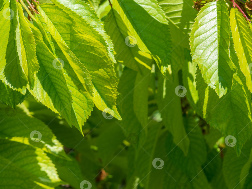 Скачать Текстурированный фон из свежих зеленых листьев в солнечном свете. Фон из ярко-зеленых листьев крупным планом с мягким фокусом фотосток Ozero