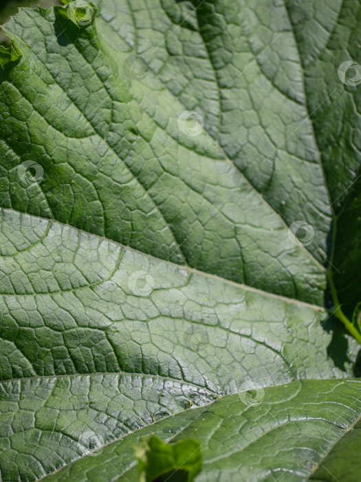 Скачать Абстрактный фон с текстурой зеленых листьев крупным планом фотосток Ozero