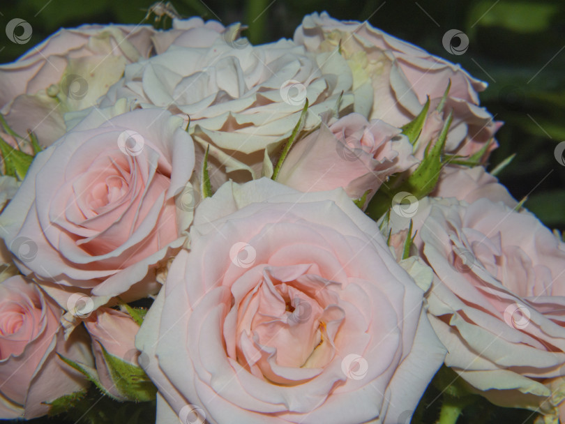 Скачать Натуральный букет из нежных белых и кремовых роз в саду. Идеально подходит для фона, поздравительных открыток. Мягкий акцент. фотосток Ozero