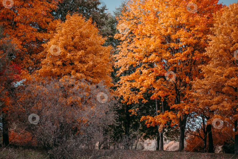 Скачать Осенние деревья фотосток Ozero