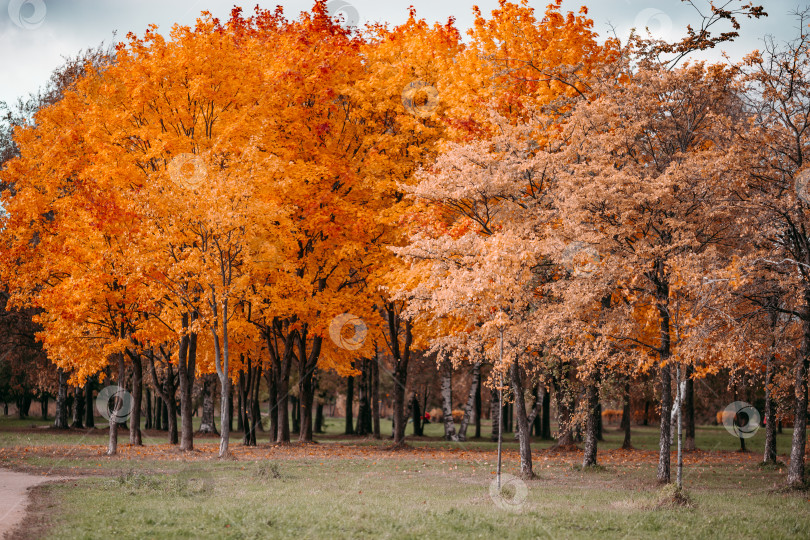 Скачать Осенние деревья фотосток Ozero