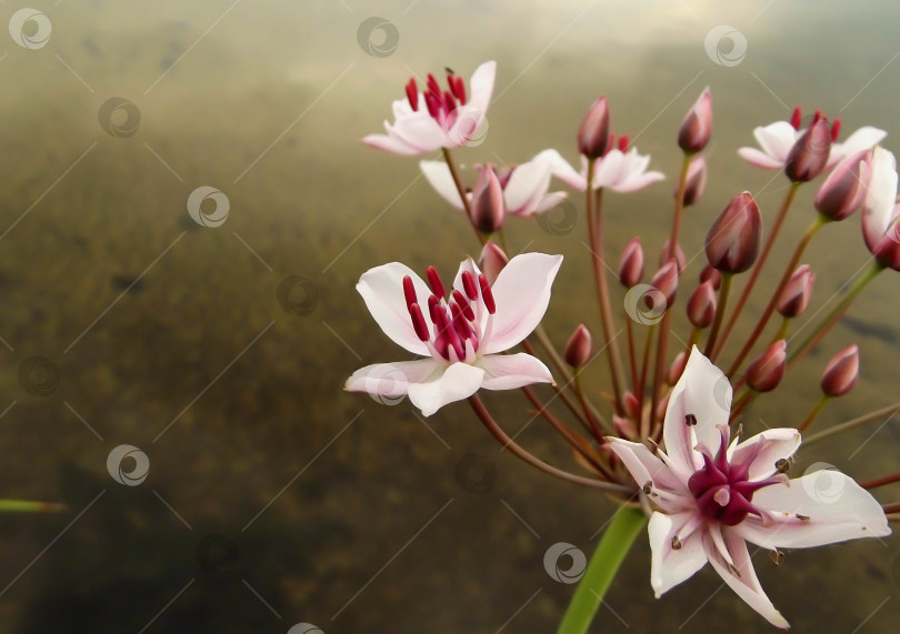 Скачать Цветы сусака зонтичного (Butomus umbellatus) на темно-коричневом фоне. фотосток Ozero