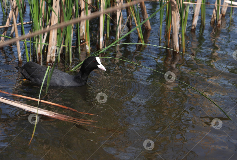 Скачать Лысуха (Lat. Fulica atra) плавает среди камышей. Черная водоплавающая птица с красными глазами. фотосток Ozero
