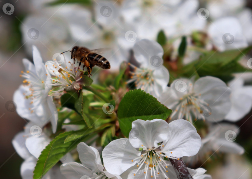 Скачать Пчела (Apis Mellifera) собирает пыльцу на цветах фруктового дерева. Летящая пчела опыляет белые цветы вишни. Макро. фотосток Ozero