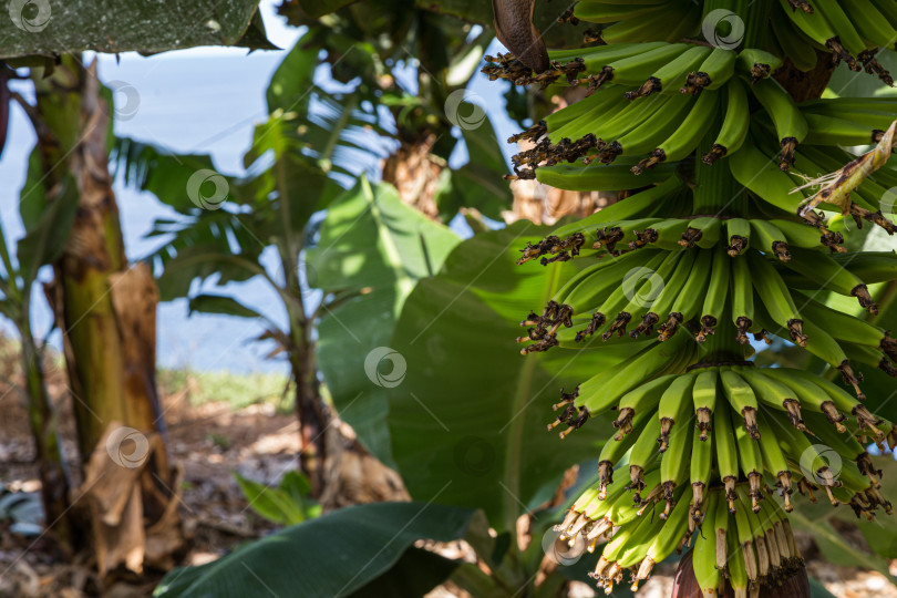 Скачать Гроздь зеленых бананов на плантации на севере Тенерифе, Канарские острова фотосток Ozero
