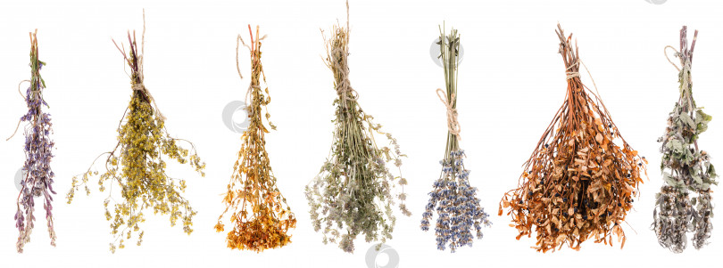 Скачать Набор сушеных полевых цветов, выделенных на белом фоне, используемых в медицинских целях фотосток Ozero