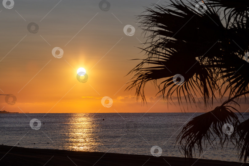 Скачать Солнце встает над морем с пальмой на переднем плане фотосток Ozero