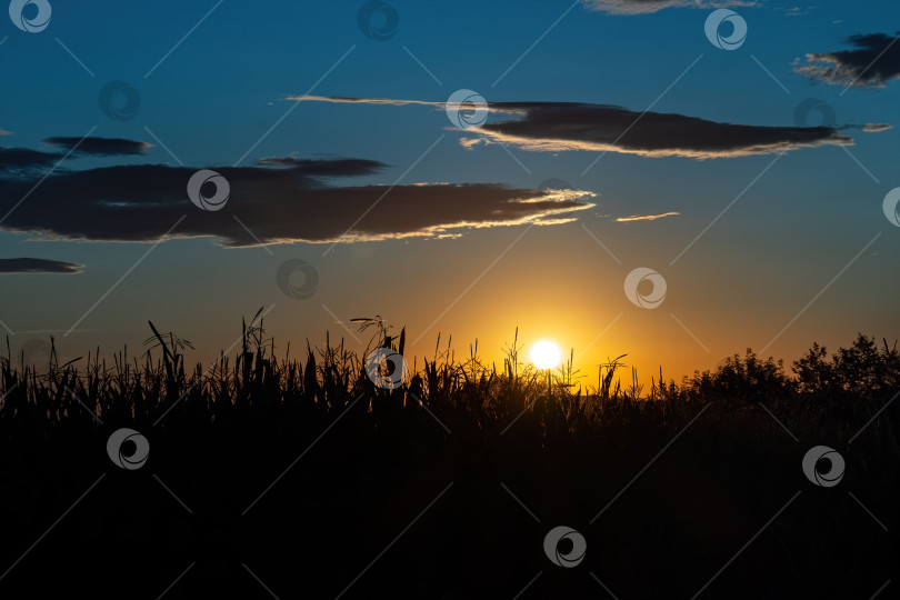 Скачать Солнечные сухие колоски на поле при заднем освещении во время заката с голубым небом, выборочный фокус, фон природы, сельская местность Испании. фотосток Ozero