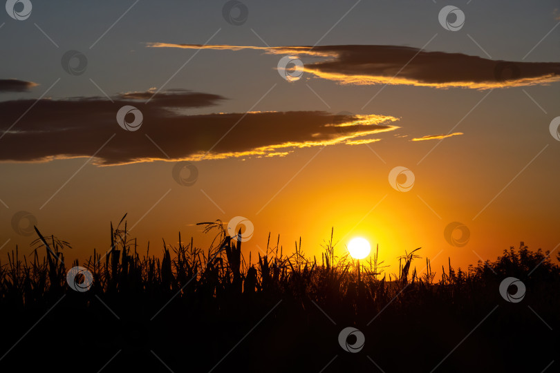 Скачать Солнечные сухие колоски на поле при заднем освещении во время заката, выборочный фокус, фон природы, сельская местность Испании. фотосток Ozero