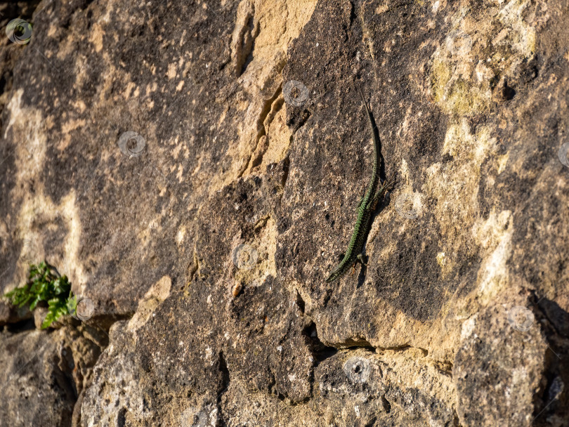 Скачать Зеленая ящерица, сидящая на камне в жаркий день фотосток Ozero