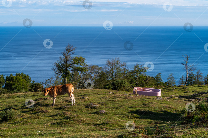 Скачать Корова, пасущаяся на зеленом поле с розовой купальней и морем на заднем плане, Ирун, Страна Басков, Испания. фотосток Ozero