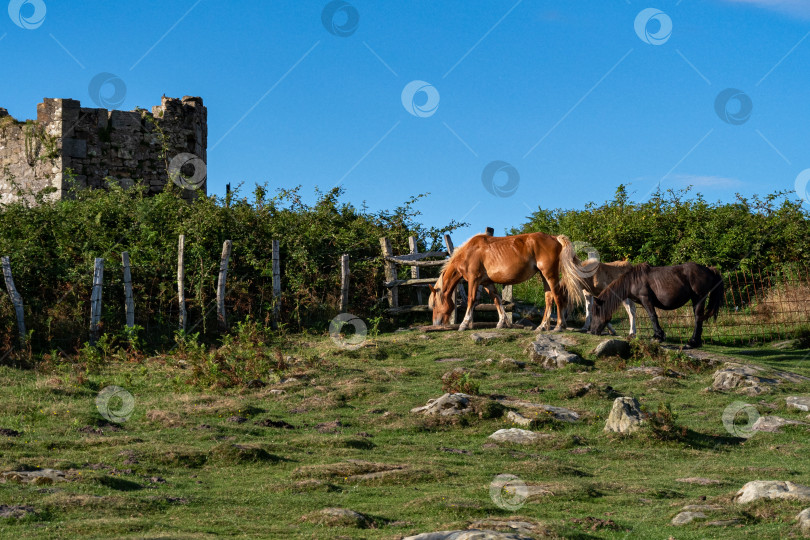 Скачать Лошади пасутся на зеленом лугу. Черно-бурые жеребята и лошадь-мать едят траву на фоне старого заброшенного здания. фотосток Ozero