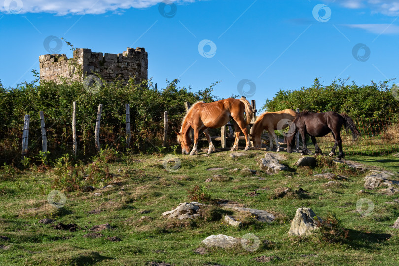 Скачать Пасутся три лошади. Черно-бурые жеребята и лошадь-мать на зеленом лугу на фоне старого заброшенного здания. фотосток Ozero