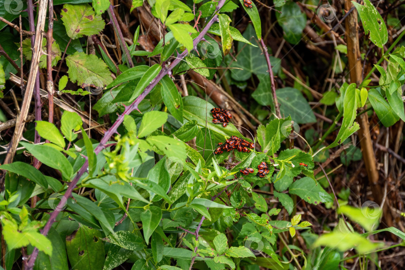 Скачать Группа огненных жуков, pyrrhocoris apterus, насекомое, красный жук, жук-солдат, куча красных жуков, греющихся на коре дерева фотосток Ozero