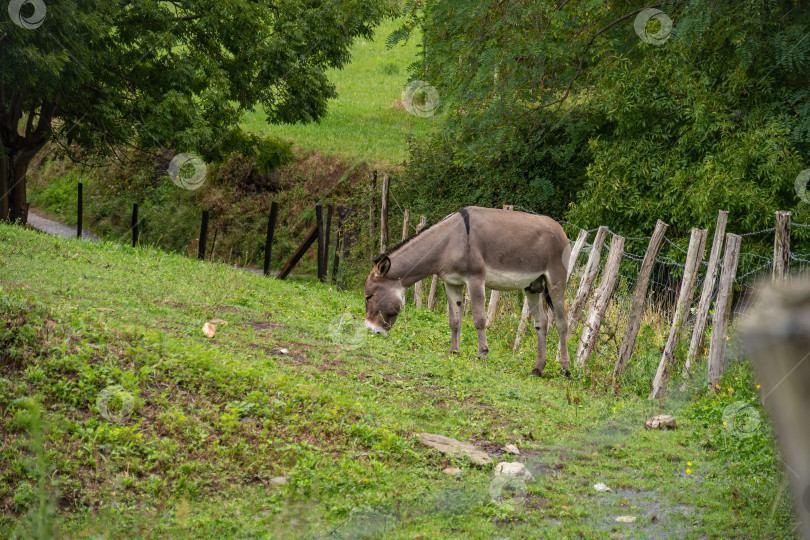 Скачать Серый осел ест траву в саду с забором фотосток Ozero