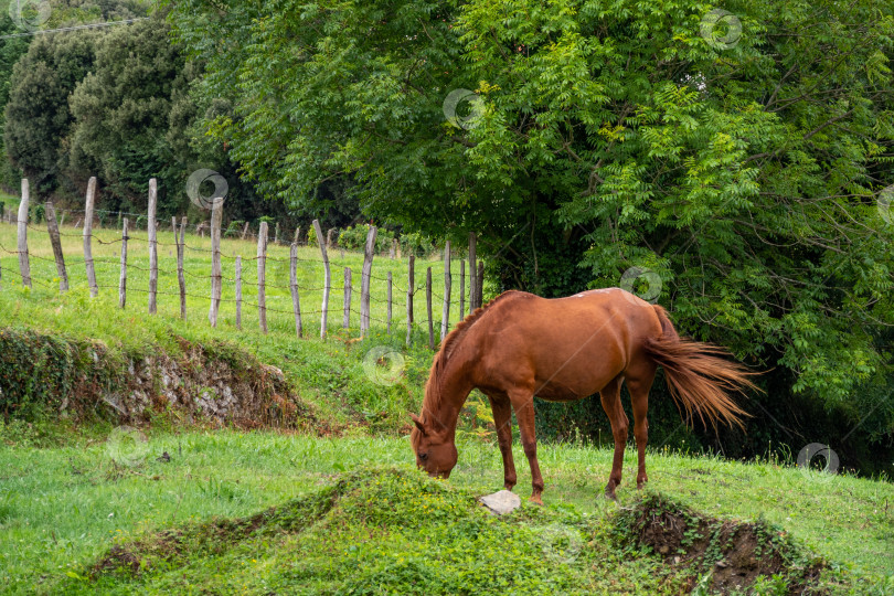 Скачать Бурая лошадь пасется и виляет хвостом на фермерском пастбище, окруженном забором и деревьями фотосток Ozero