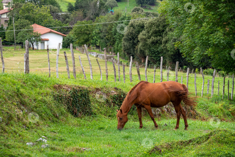 Скачать Гнедая лошадь пасется и виляет хвостом на фермерском пастбище, окруженном забором и деревьями фотосток Ozero
