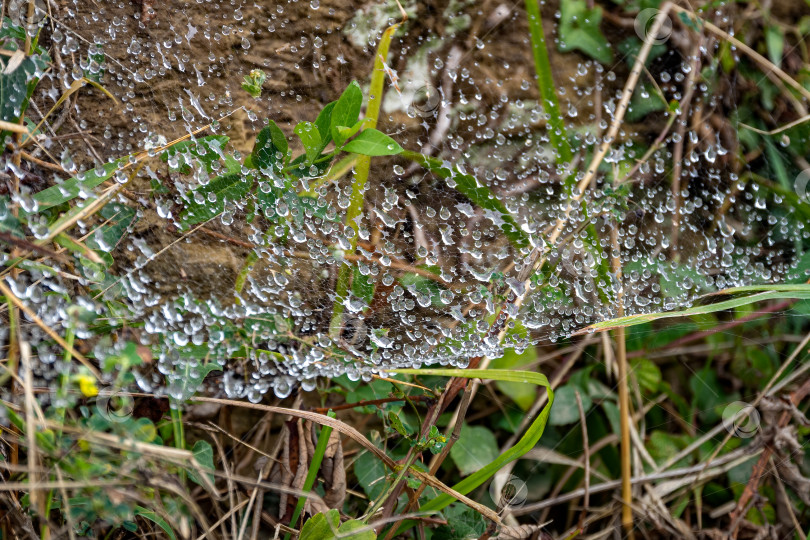 Скачать Паутина в лесу с каплями воды после дождя. фотосток Ozero