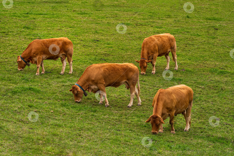 Скачать Четыре коричневые коровы пасутся на зеленом холме в пасмурный день. Страна Басков, Испания фотосток Ozero