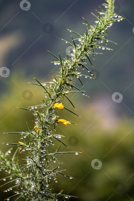 Скачать Зеленое растение после дождя с желтым цветением и хвоей Genista Anglica, Fabaceae, кустарниковое цветущее растение фотосток Ozero