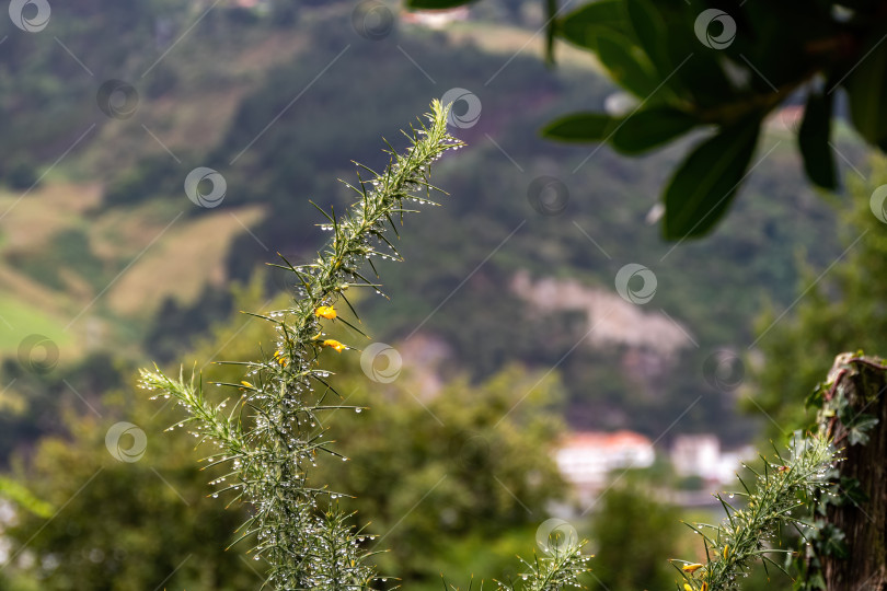 Скачать Зеленое растение после дождя с желтым цветением и хвоей Genista Anglica, Fabaceae, кустарниковое цветущее растение фотосток Ozero