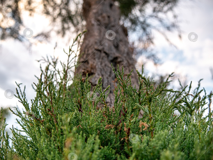 Скачать Зеленый куст под размытым деревом фотосток Ozero