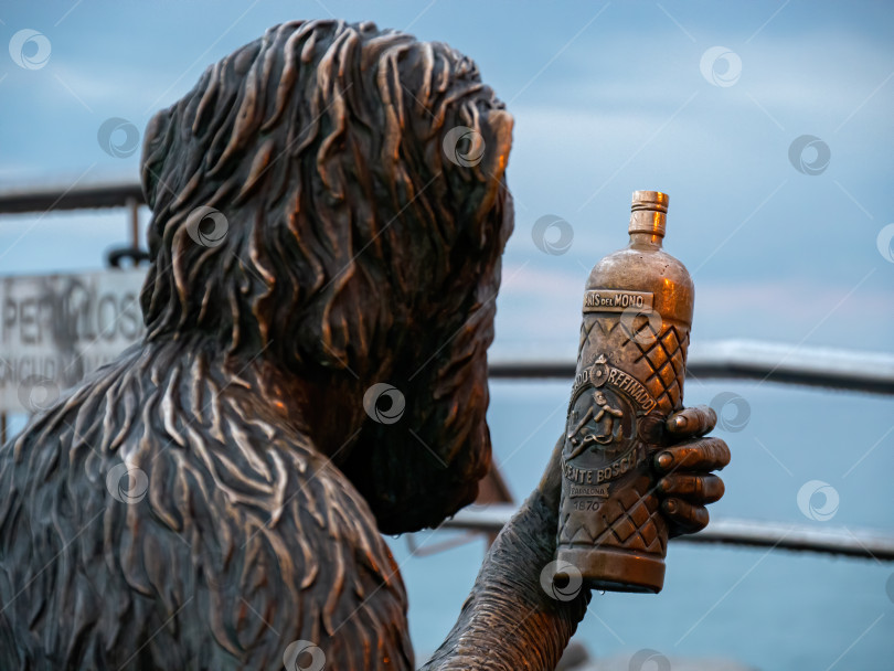 Скачать Обезьяна смотрит на бутылку анисовой водки фотосток Ozero