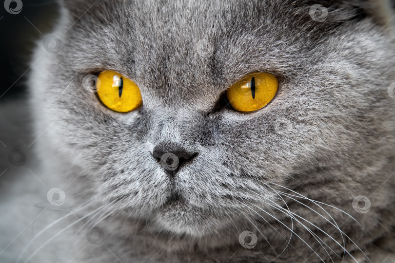 Скачать Фотография головы серой кошки крупным планом с желто-оранжевыми глазами на размытом фоне фотосток Ozero