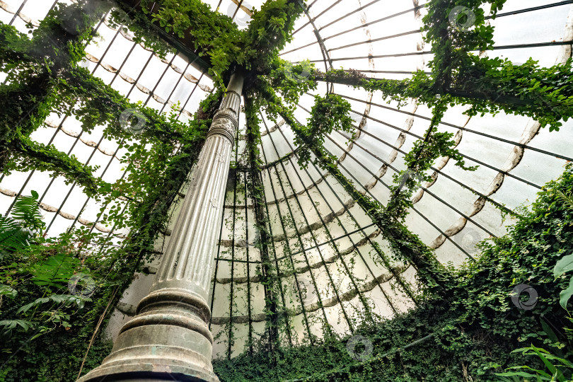Скачать Интерьер стеклянной теплицы с тропическими растениями в ботаническом саду. Стеклянная крыша, вид снизу. фотосток Ozero